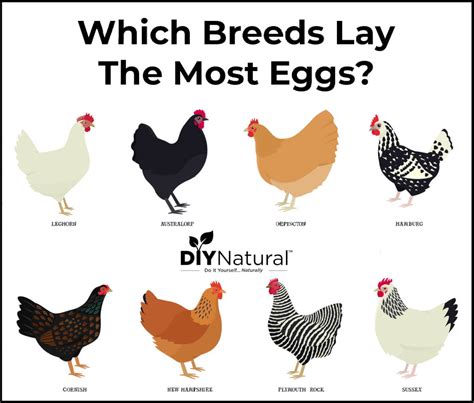 Best Egg Laying Chickens: A List of The 15 Best Chicken Breeds for Eggs