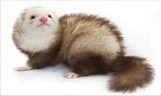 The Ultimate List Of Most Popular Ferret Breeds In Australia