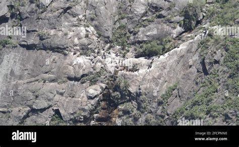 Andean condor nest Stock Videos & Footage - HD and 4K Video Clips - Alamy