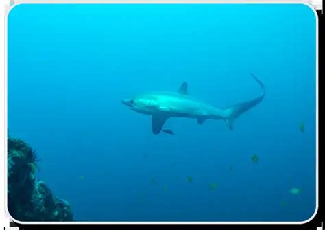 The Thresher Shark x10 Facts: Habitat, Social Life & Hunting Behavior - SharkSider