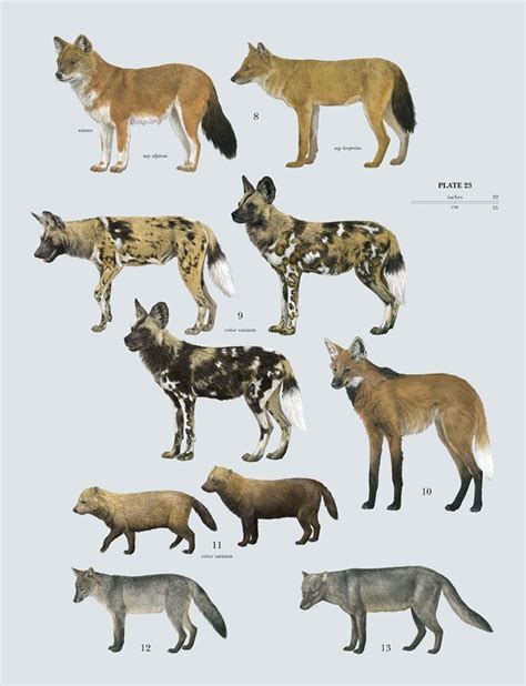 family Canidae - dog, wolf, fox, jackal | Wild dogs, Mammals, Rare animals