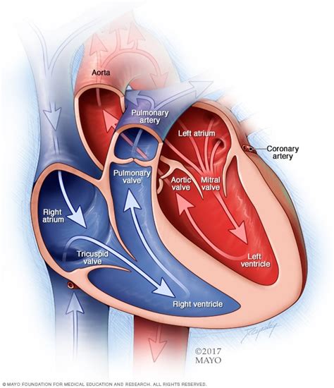 Mitral valve regurgitation - Symptoms and causes - Mayo Clinic