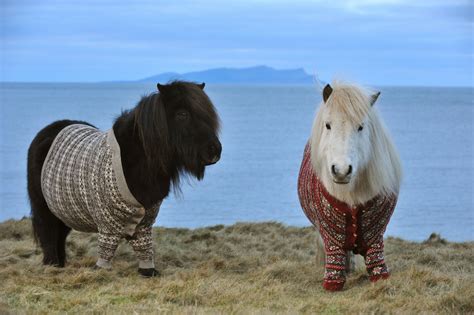 Most adorable 2013 ad campaign: Shetland ponies in cardigans by Skift