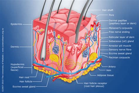 Diagram of human skin layers | Charlotte Desire