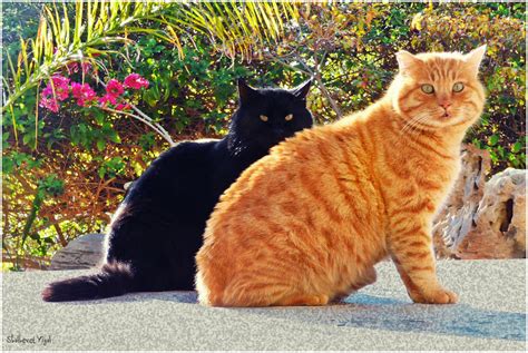 Ginger cat and black cat | Shutterbug