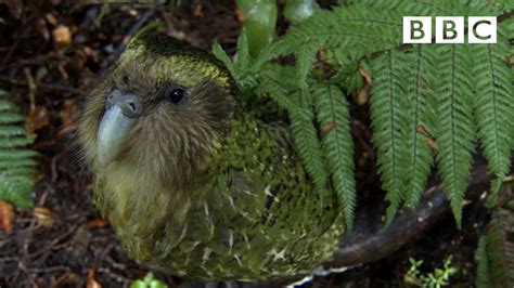 Clumsy Kakapo: The flightless parrot - Natural World: Nature's Misfits preview - BBC Two - YouTube