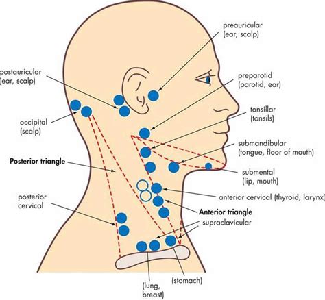 Lymph nodes back of neck - tyredevent