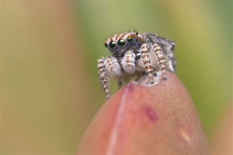 Peacock Spider Facts