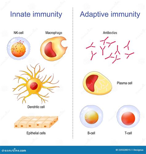 Adaptive Immunity and Innate Immunity. Immune System Stock Vector - Illustration of phagocytosis ...