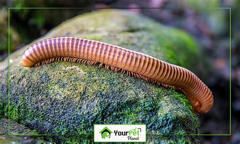 What do Millipedes Eat? A Comprehensive Guide on Millipede Diet