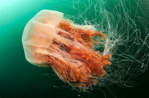 Cyanea capillata (Lion's Mane Jellyfish) | Melena de leon, Melenas