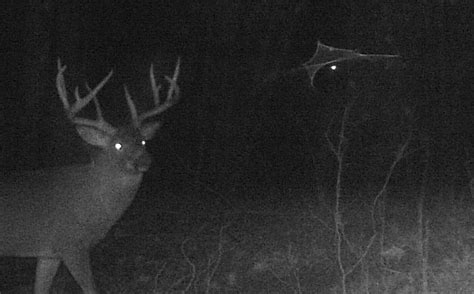 Scouting By Trail Cam For Single Buck Pics | Whitetail Habitat Solutions