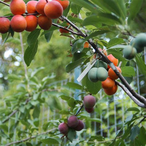 This Gorgeous Tree Grows 40 Kinds of Fruit