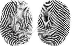 Ulnar loop fingerprint - rightstamp