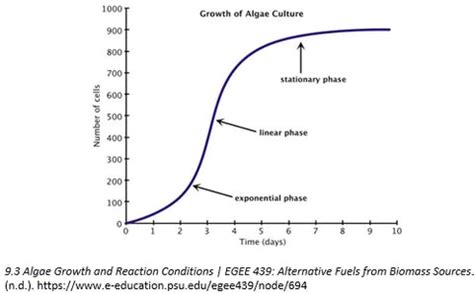 Marimo Moss Balls vs. Algae: Identifying the Differences – Moss Amigos