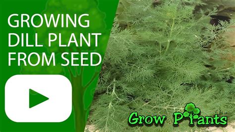 How to Plant Dill From Seeds - Back Gardener