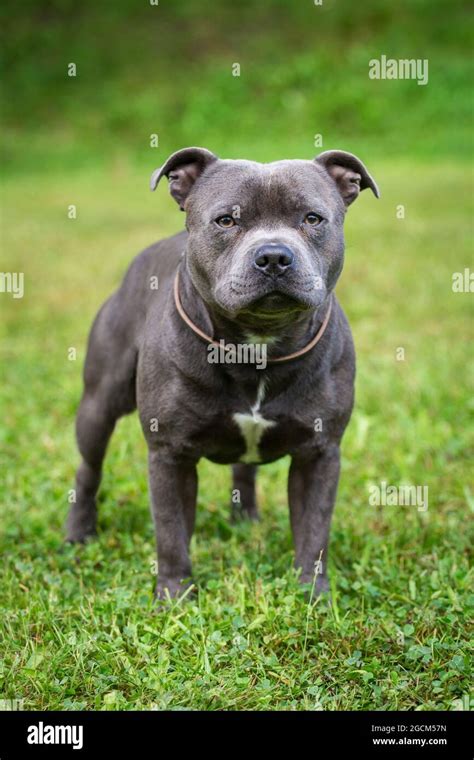 Blue Staffordshire Bull Terrier Stock Photo - Alamy