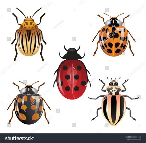 Various Types Ladybugs Ladybug Different Types Stock Vector (Royalty Free) 1543894472 | Shutterstock