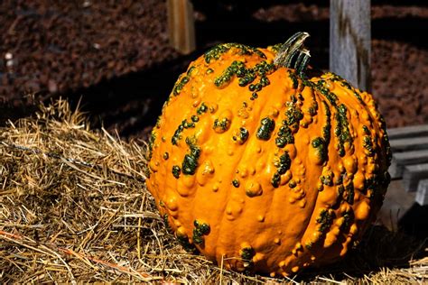 What Is Pumpkin Mosaic Virus and How to Best Prevent & Treat It