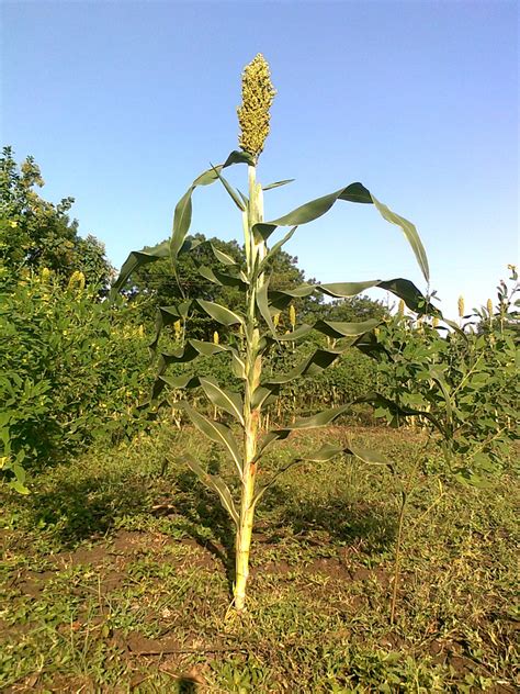 Sorghum Facts, Health Benefits and Nutritional Value