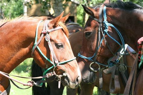 Horse Riding Gear for Beginners (Quick-Print Equipment List)