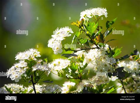 Hawthorn Blossom Stock Photo - Alamy