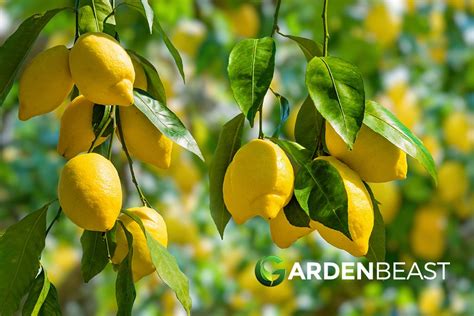 Lemon Tree Guide: How to Grow & Care For Lemon Trees