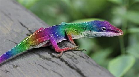 Colorful Real Lizards