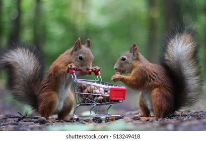 44,864 Squirrel Eating Nuts Images, Stock Photos & Vectors | Shutterstock