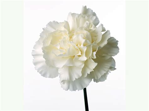 white carnation - Google Search | Carnations, White carnation, Carnation flower