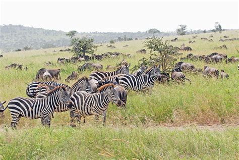 African Grasslands Animals