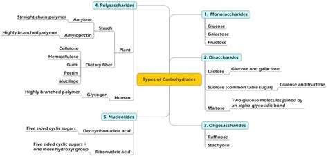 File:Carbohydrates types.jpeg - DolceraWiki