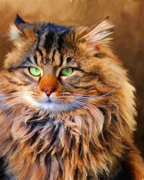 Maine Coon Cat Personality, Characteristics and Pictures - InspirationSeek.com