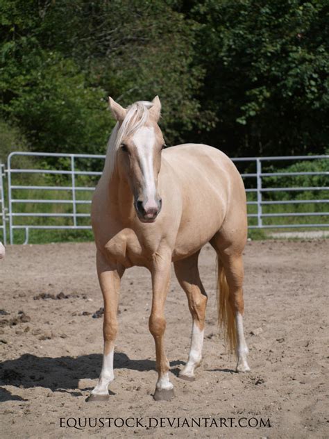 Palomino Quarter Horse standing 2 by equustock on DeviantArt