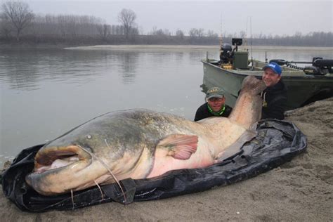 Angler breaks record after landing a 129-kg giant catfish that is as large as a shark! - Good Times