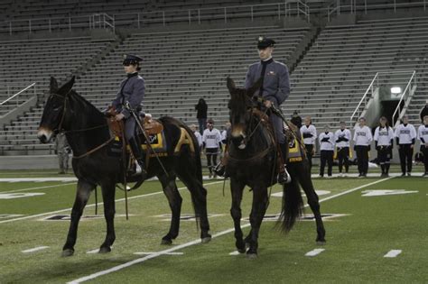 West Point's new Army Mule Mascots Ranger III, Stryker assume duties | Article | The United ...