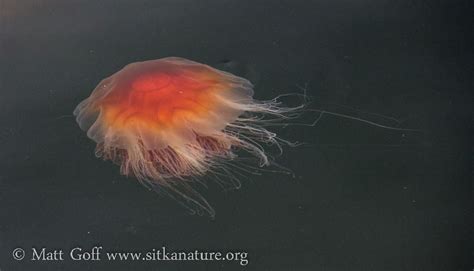 Lion’s Mane Jellyfish (Cyanea capillata) – Sitka Nature