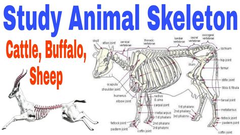 Animal Skeleton Parts/ cattle skeleton body parts/ buffalo skeleton body parts/ chicken skeleton ...