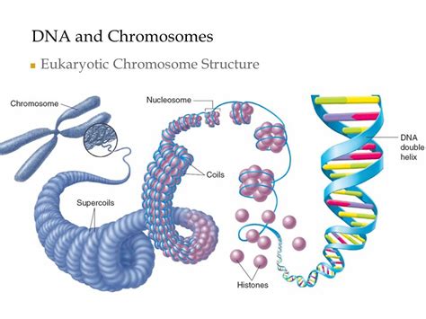 Eukaryotic Chromosome Structure Diagram | Quizlet