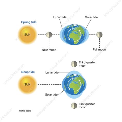 Explain the Differences Between Spring and Neap Tides - Bryanna-has-Ferrell