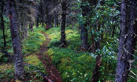 Brown bear habitat, Alaska | Photos | WWF