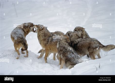 Snowy wolf pack hi-res stock photography and images - Alamy