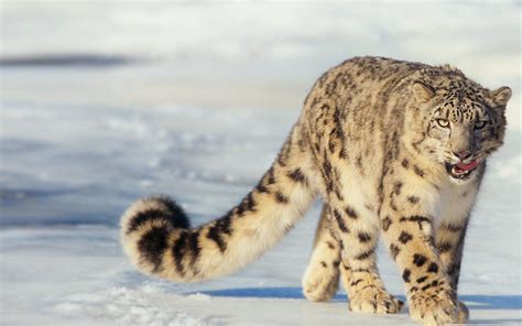 Panthera uncia - leopardo de las nieves o irbis | Snow leopard, Wild cats, Animals