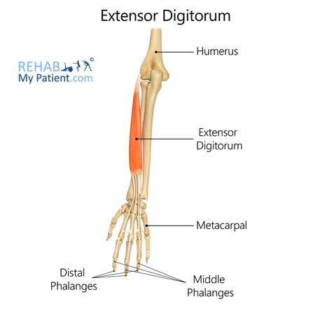 Extensor Digitorum