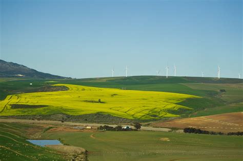 Free stock photo of canola field, canola flowers, country