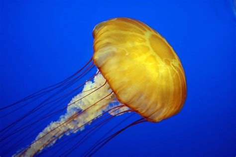 Jellyfish - Wikiwand