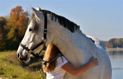 Keep Calm & Ride On: Meet the 5 Calmest Horse Breeds - Horse Rookie