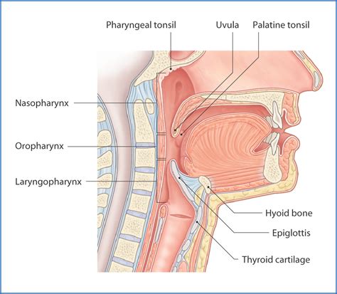 Pharynx And Larynx Diagram