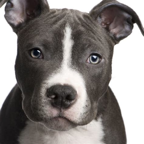 American Pitbull Terrier - Dogs breeds | Pets