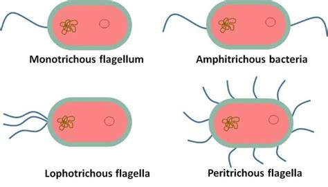 Diagram of Flagella - Definition, Types, Structure and Function - Biology Brain